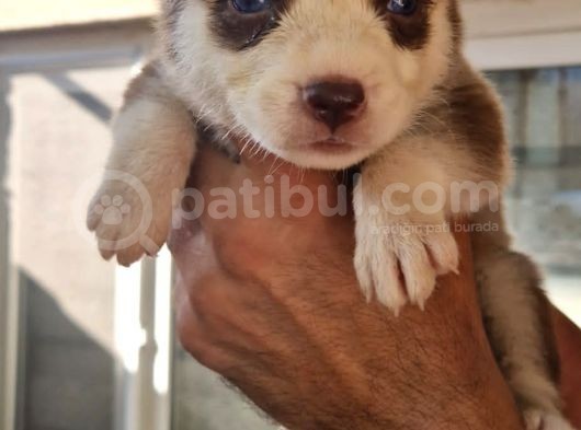 Husky Yavrular görsel