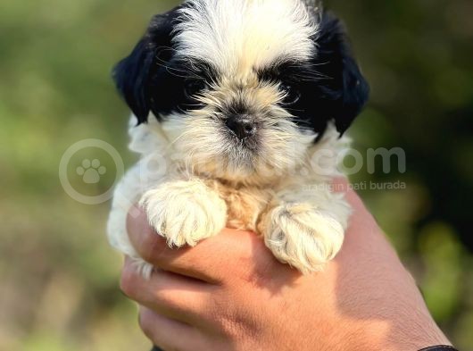 Orjinal Irk Shihtzu Bebeklerim görsel