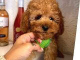 Red -Apricot Toy Poodle Yavrular