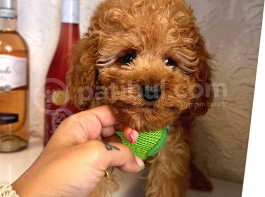 Red -Apricot Toy Poodle Yavrular görsel