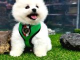 2,5 Aylık Erkek Ve Dişi Pomeranian Yavrular
