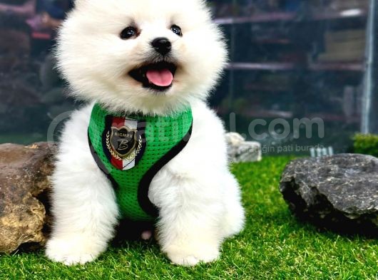 2,5 Aylık Erkek Ve Dişi Pomeranian Yavrular görsel