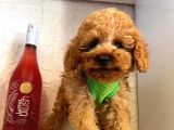 Red -Apricot Toy Poodle Yavrular