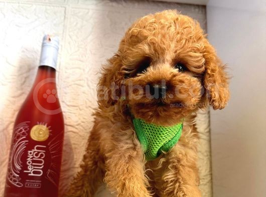 Red -Apricot Toy Poodle Yavrular görsel
