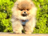 Süper Kali̇tede Pomerani̇an Boo Yavrularimiz
