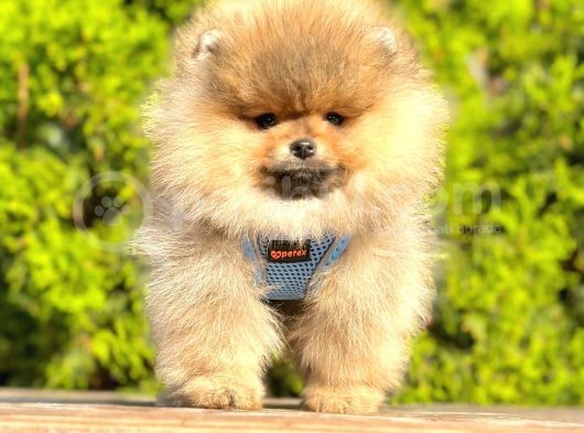 Süper Kali̇tede Pomerani̇an Boo Yavrularimiz görsel