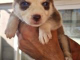 Husky Yavrular