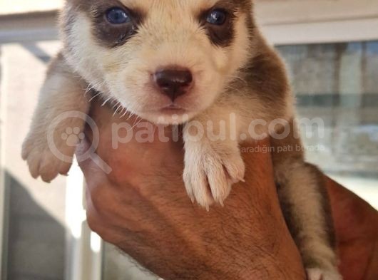 Husky Yavrular