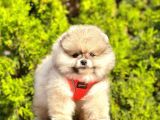 Süper Kali̇tede Pomerani̇an Boo Yavrularimiz