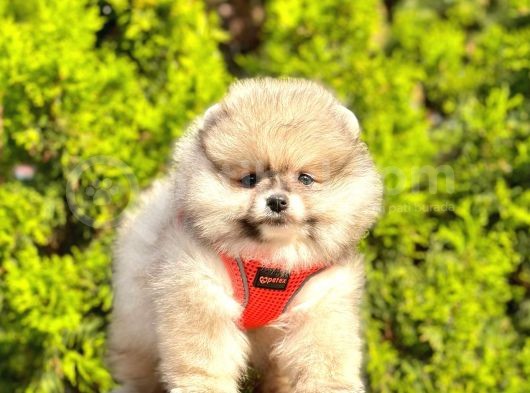 Süper Kali̇tede Pomerani̇an Boo Yavrularimiz görsel