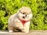 Süper Kali̇tede Pomerani̇an Boo Yavrularimiz