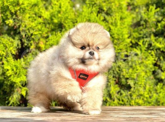 Süper Kali̇tede Pomerani̇an Boo Yavrularimiz görsel