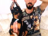 Doberman Yavrular