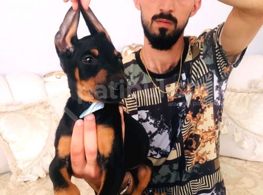 Doberman Yavrular