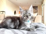 BlackSmoke Mainecoon Yavrulari 2 Aylik Secereli ve Faturali