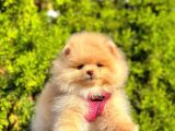 Safkan Teddy Bear Pomeranian Boo Yavrularımız