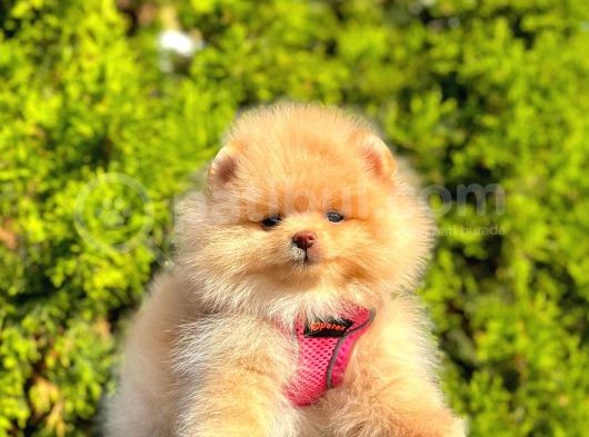 Safkan Teddy Bear Pomeranian Boo Yavrularımız görsel