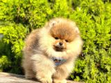 Süper Kali̇tede Pomerani̇an Boo Yavrularimiz