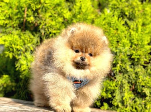 Süper Kali̇tede Pomerani̇an Boo Yavrularimiz