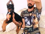 Doberman Yavrular