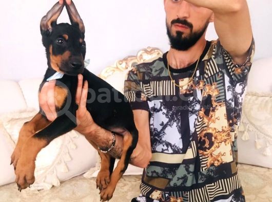 Doberman Yavrular görsel