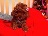 Orjinal Toy Poodle