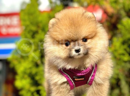 Safkan Teddy Face Pomeranian Boo Yavruları görsel