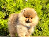 Süper Kali̇tede Pomerani̇an Boo Yavrularimiz