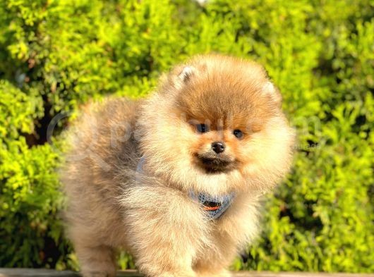 Süper Kali̇tede Pomerani̇an Boo Yavrularimiz görsel
