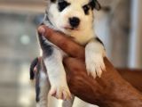 Husky Yavrular