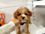Maltipoo Mix Irk Yavrular
