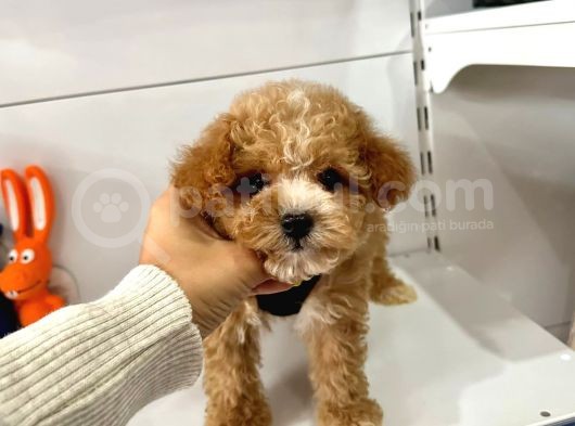 Maltipoo Mix Irk Yavrular görsel
