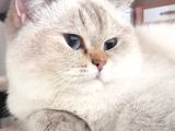 Acil