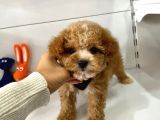 Maltipoo Mix Irk Yavrular