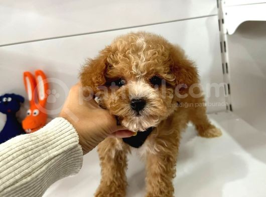 Maltipoo Mix Irk Yavrular