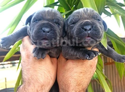 Cane Corsa Yavrular görsel