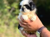 Orjinal Irk Shihtzu Bebeklerim