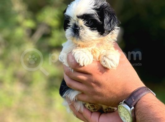 Orjinal Irk Shihtzu Bebeklerim görsel