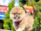 Safkan Teddy Face Pomeranian Boo Yavruları