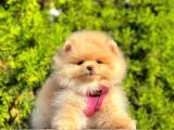 Süper Kali̇tede Pomerani̇an Boo Yavrularimiz