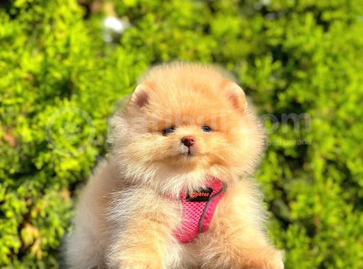 Süper Kali̇tede Pomerani̇an Boo Yavrularimiz görsel