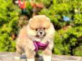 Ayıcık Surat Boo Pomeranian Yavrular