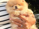 Süper Kali̇tede Pomerani̇an Boo Yavrularimiz