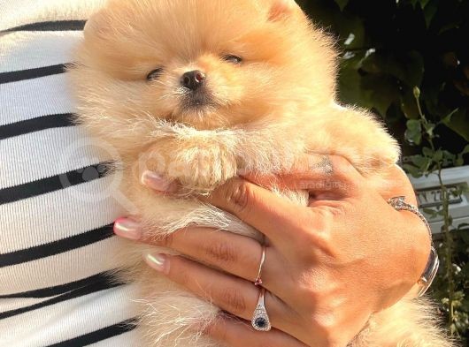 Süper Kali̇tede Pomerani̇an Boo Yavrularimiz görsel