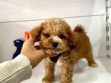 Maltipoo Mix Irk Yavrular
