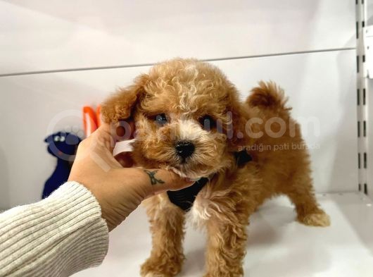 Maltipoo Mix Irk Yavrular görsel