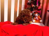 Orjinal Toy Poodle
