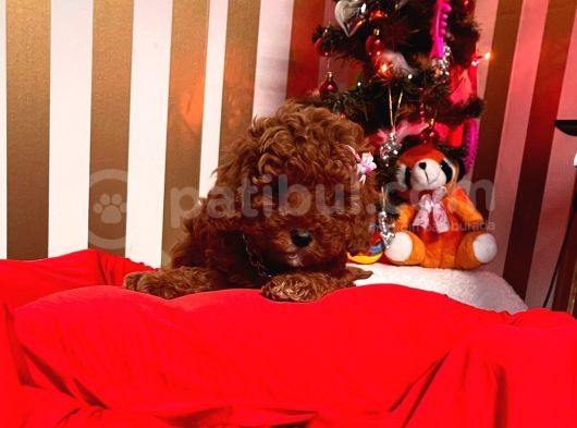 Orjinal Toy Poodle görsel