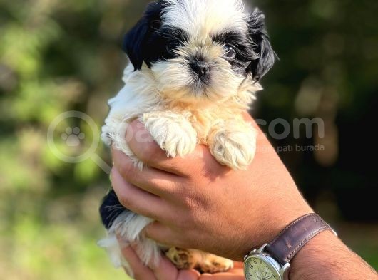 Orjinal Irk Shihtzu Bebeklerim