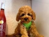 Red -Apricot Toy Poodle Yavrular